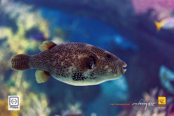 20141205-robertchai-Simple.Snaps_.At_.RWS_.SEA_.Aquarium.With_.SMUX_.Divers.Roberts.Cam-Pic-0001