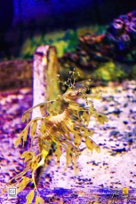 20141205-robertchai-Simple.Snaps_.At_.RWS_.SEA_.Aquarium.With_.SMUX_.Divers.Roberts.Cam-Pic-0004