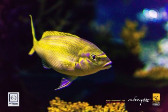 20141205-robertchai-Simple.Snaps_.At_.RWS_.SEA_.Aquarium.With_.SMUX_.Divers.Roberts.Cam-Pic-0005