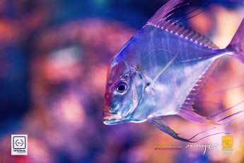20141205-robertchai-Simple.Snaps_.At_.RWS_.SEA_.Aquarium.With_.SMUX_.Divers.Roberts.Cam-Pic-0007