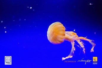20141205-robertchai-Simple.Snaps_.At_.RWS_.SEA_.Aquarium.With_.SMUX_.Divers.Roberts.Cam-Pic-0010