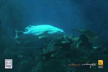 20141205-robertchai-Simple.Snaps_.At_.RWS_.SEA_.Aquarium.With_.SMUX_.Divers.Roberts.Cam-Pic-0012