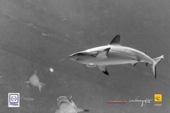 20141205-robertchai-Simple.Snaps_.At_.RWS_.SEA_.Aquarium.With_.SMUX_.Divers.Roberts.Cam-Pic-0021