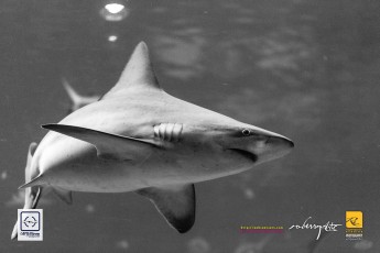 20141205-robertchai-Simple.Snaps_.At_.RWS_.SEA_.Aquarium.With_.SMUX_.Divers.Roberts.Cam-Pic-0022