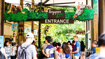 20180908-roberryarts-SMUX.Skating-Singapore.Zoo_.Zoom_.Day_.Sep_.2018.Roberts.Cam-Pic-0002