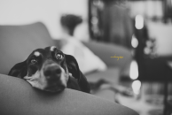 20150919 - [roberryarts]-A.Little.Personal.Time.With.Doberman.Venus.[Robert's.Cam] - Pic 0001